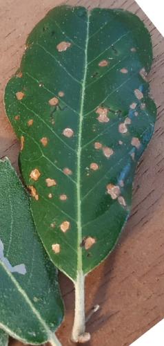 Phylloxera sp.